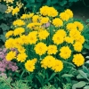 Coreopsis grandiflora 'Early Sunrise'