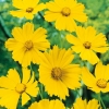 Coreopsis grandiflora 'Mayfield Giant'
