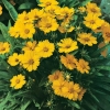 Coreopsis grandiflora 'Sonnenkind'