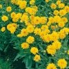 Coreopsis grandiflora 'Sunray'