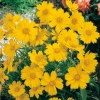 Coreopsis lanceolata 'Goldfink'