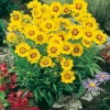 Coreopsis lanceolata 'Lichtstad'