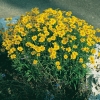 Coreopsis lanceolata 'Rotkehlchen'