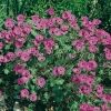 Geranium cinereum var. subcaulescens 'Splendens'