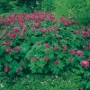 Geranium macrorrhizum 'Bevan's Variety'