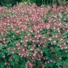 Geranium macrorrhizum 'Velebit'