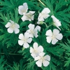 Geranium pratense 'Albiflorum'