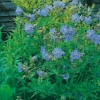 Geranium pratense 'Mrs Kendall Clarke'