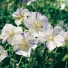 Geranium pratense 'Striatum'