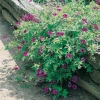 Geranium sanguineum 'Max Frei'