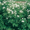 Geranium sylvaticum 'Album'