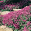 Geranium x cantabrigiense 'Cambridge'