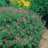 Geranium x oxonianum 'Rosenlicht'