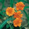 Geum 'Prinses Juliana'