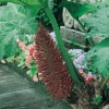 Gunnera manicata infiorescenza