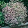 Gypsophila repens 'Rosea'