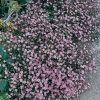 Gypsophila repens 'Rosa Schönheit'