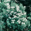 Hebe pinguifolia