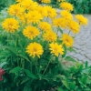 Heliopsis helianthoides 'Hohlspiegel'