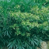 Helleborus foetidus