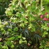 Helleborus foetidus 'Wester Flisk'