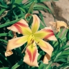 Hemerocallis Spider 'Triade'