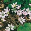 Hepatica nobilis 'Rosea'