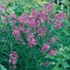 Hesperis matronalis