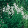 Hesperis matronalis 'Alba Plena'