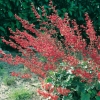 Heuchera x brizoides 'Pluie de Feu'