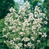 Heuchera x brizoides 'Virginal'