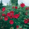 Hibiscus moscheutos 'Southern Belle'