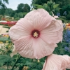 Hibiscus moscheutos 'Southern Belle'