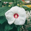 Hibiscus moscheutos 'Southern Belle'