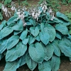 Hosta sieboldiana 'Elegans'