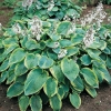 Hosta sieboldiana 'Frances Williams'