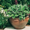 Hosta in vaso