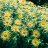 Inula hookeri