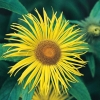 Inula hookeri dettaglio