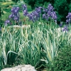 Iris pallida 'Variegata'