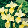Iris sibirica 'Butter & Sugar'