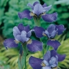 Iris sibirica 'Cambridge'