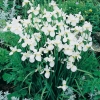 Iris sibirica 'Snow Crest'