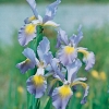 Iris spuria 'Port of Call'