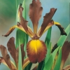 Iris spuria 'Tenere'