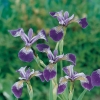 Iris versicolor