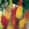 Kniphofia Ibrido miscuglio