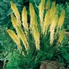 Kniphofia Ibrido 'Little Maid'