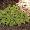 Lamium maculatum 'Anne Greenaway'