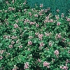 Lamium maculatum 'Pink Pewter'